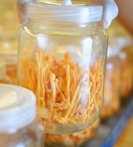 Trust Proven Cordyceps Militaris